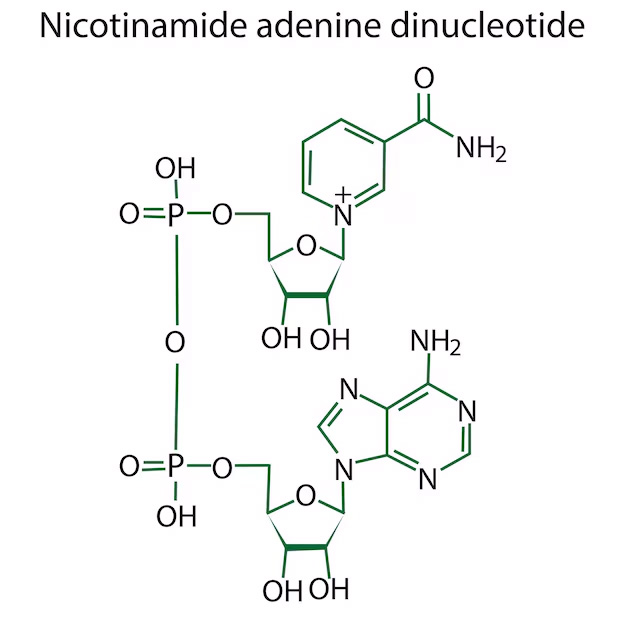 ساختار مولکولی NAD